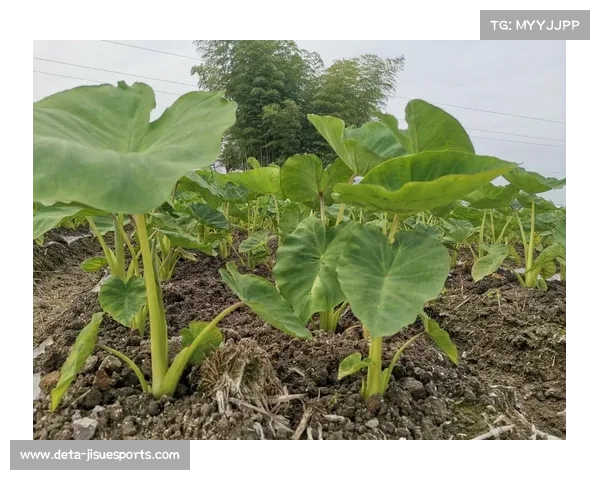 徐诗晓谈家乡赛事氛围：上饶队打出赣东北气势